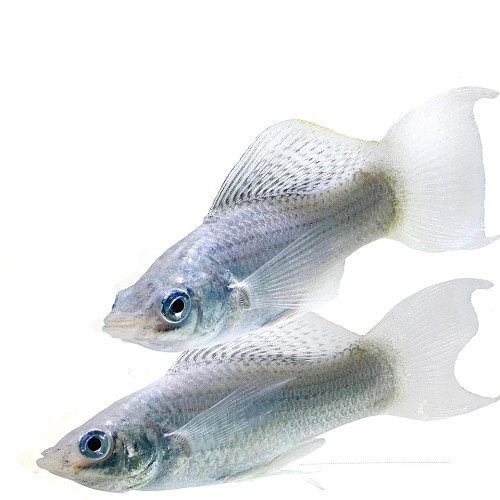 Poecilia velifera silver - Segelkärpfling silber L